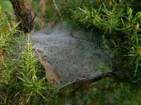 Spider Web Construction
