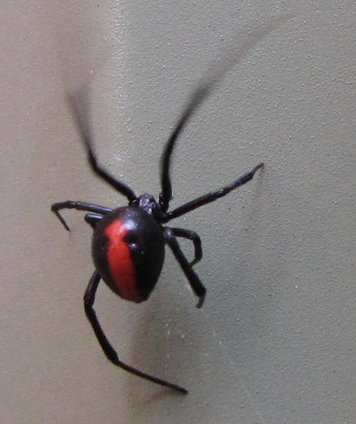 Red-back Spider
