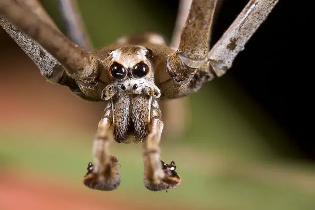 Ogre Faced Spider Closeup