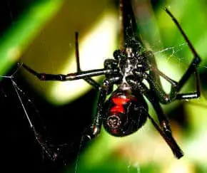 Black Widow Spider – Latrodectus