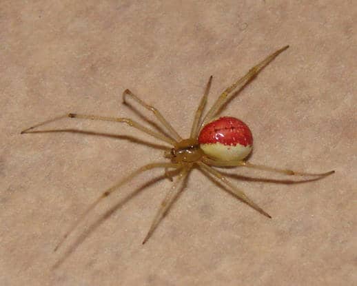 Candy Stripe Spider Spiderzrule