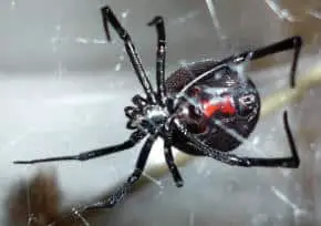 female black widow latrodectus mactans from below red hourglass