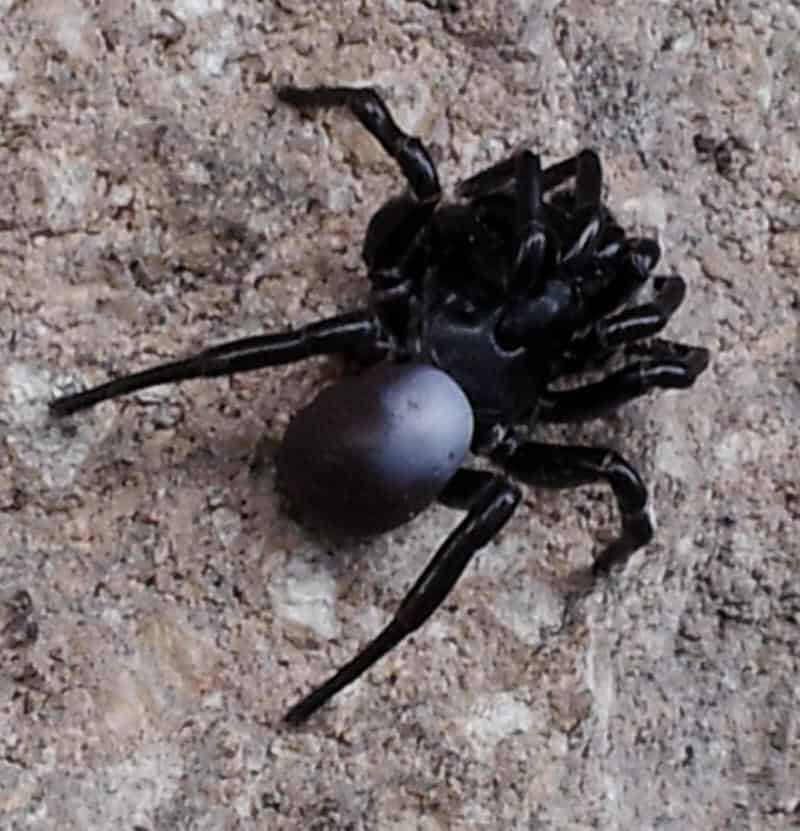 Abbot's Purseweb Spider