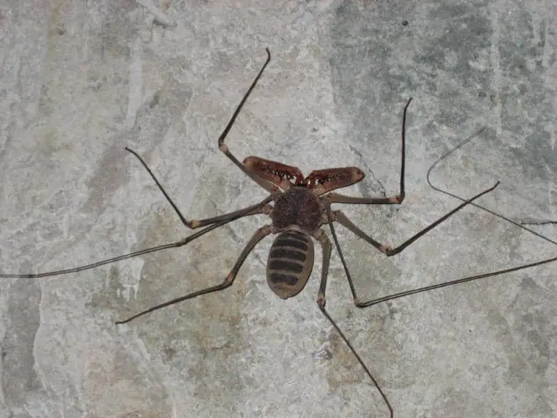 Tailless Whipscorpion