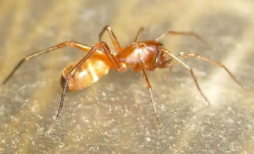 Ant & Wasp Mimicking Spiders